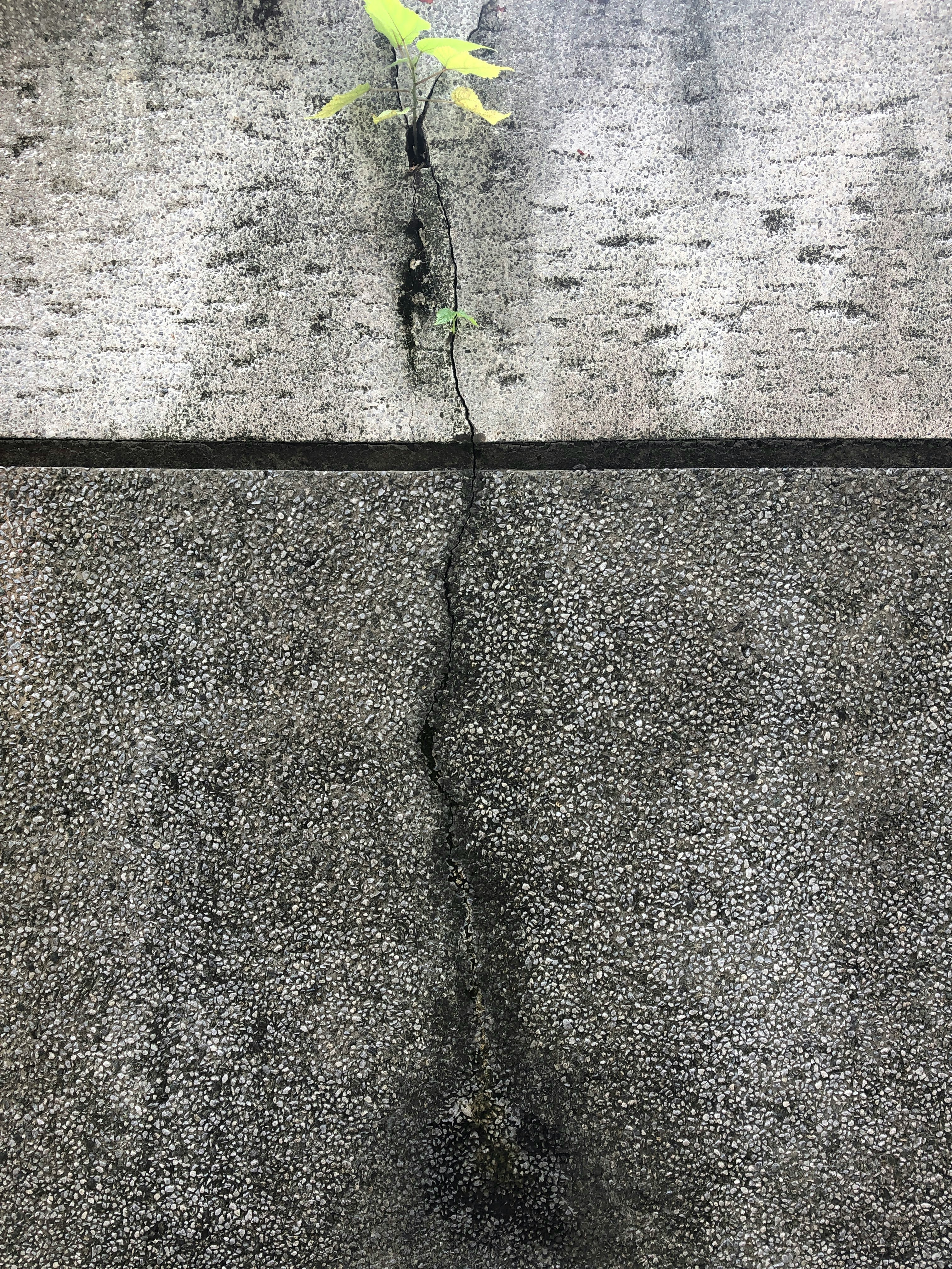 A small sapling breaking through concrete, symbolizing initiative breaking through organizational barriers